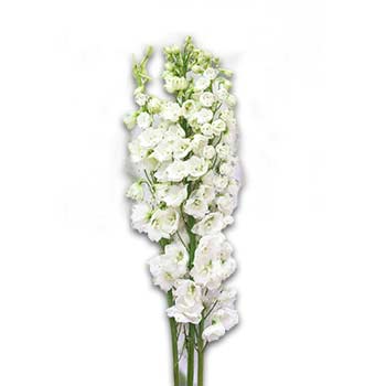 Delphinium White