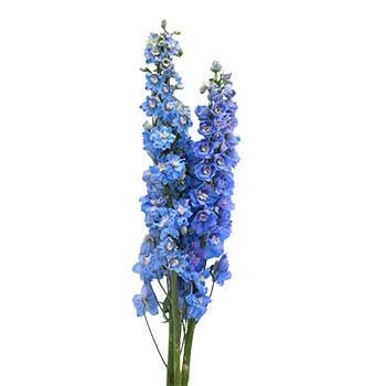 delphinium light blue