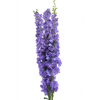 delphinium purple