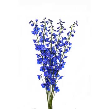 delphinium sea waltz