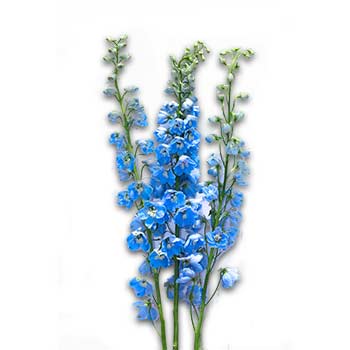 delphinium sky waltz